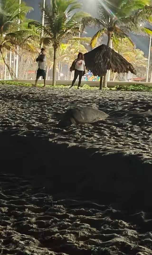 La tortuga Carey intentó desovar en cuatro ocasiones y fue imposible.