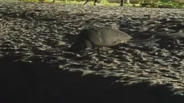 La tortuga Carey intentó desovar en cuatro ocasiones y fue imposible.