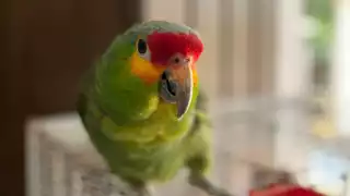  Lorito que quedó atrapado en una palma al norte de Mérida se recupera de su lesión  y  ya alistan su liberación     