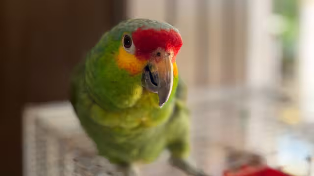 Tras quedar atrapado, el lorito se mutiló los dedos de una pata