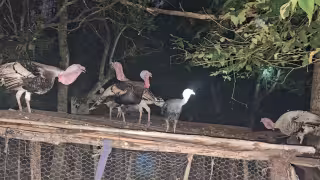 Delincuentes hacen de las suyas en Sabancuy; ahora se roban pavos y afectan economía familiar