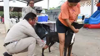 Hoy, jueves 21 de agosto, se realiza jornada de vacunación antirrábica en 7 municipios de Campeche.