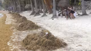 168 toneladas de sargazo invaden playas de Quintana Roo
