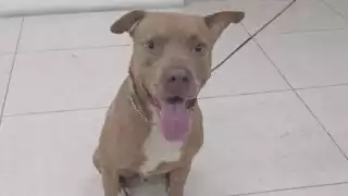 Agentes de la corporación lo resguardaron en la base de la SSP, ubicada en la avenida Reforma