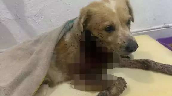 Un perro de nombre El Güero fue atacado con machete en el malecón tradicional de Progreso Un perro de nombre El Güero fue atacado con machete en el malecón tradicional de Progreso