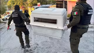 Protección animal en crisis: Fiscalía admite falta de recursos