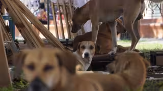 Veterinarios reportan lesiones por sogas y machete en animales