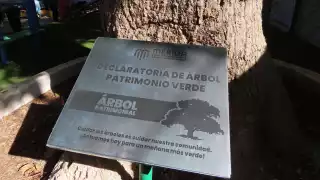 Declaran dos árboles de ceiba como Patrimonio Verde de Mérida