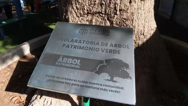 Son dos árboles declarados Patrimonio Verde de Mérida