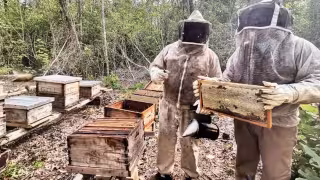 La miel que se acaba: deforestación y pesticidas amenazan la apicultura maya en Yucatán