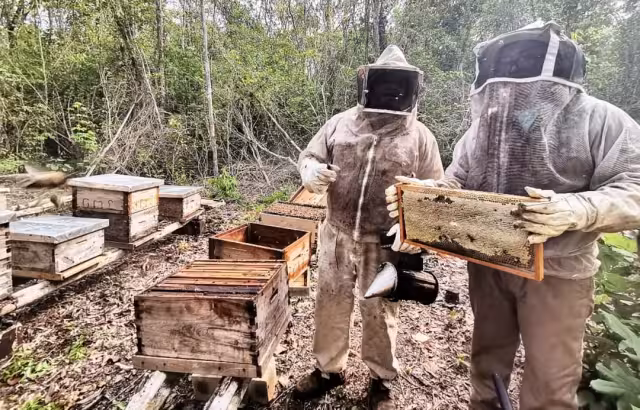 De exportadores líderes a colmenas vacías: la otra cara de la miel yucateca