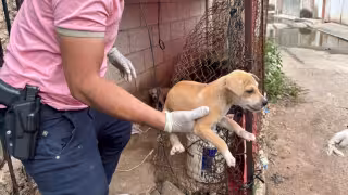 La temporada de lluvias dispara denuncias por maltrato animal