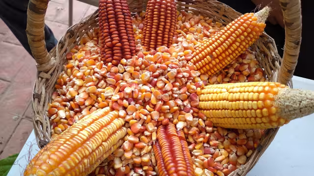 Este cereal es uno de los principales cultivos que se tienen en Campeche, principalmente en la zona norte del Estado