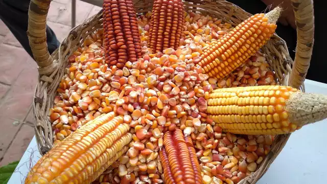 Este cereal es uno de los principales cultivos que se tienen en Campeche, principalmente en la zona norte del Estado