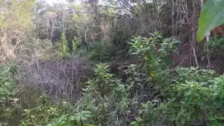 “A la medianoche pasan más cosas”: Crecen las leyendas sobre aires malos y sucesos anormales en montes de Yucatán