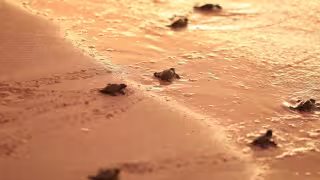 Mantiene Pronatura activos sus campamentos de protección de tortugas marinas en el litoral de Yucatán