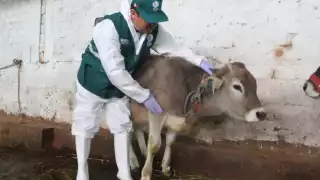 Más de 450 casos en bovinos: gusano barrenador avanza en Campeche