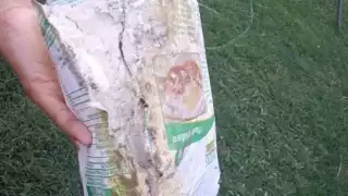 Crece indignación ante entrega de despensas podridas en Othón P. Blanco