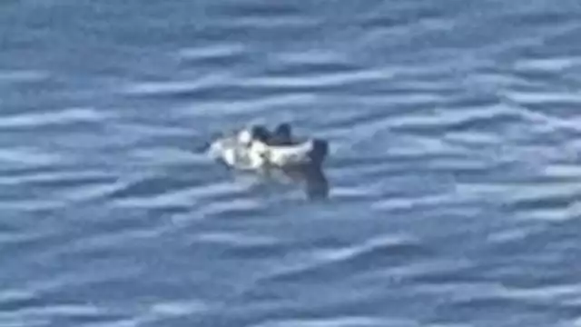 Cocodrilo asusta a bañistas en Punta Esmeralda, Playa del Carmen