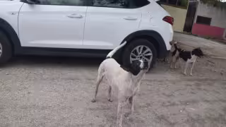 Jauría que ingresó al Zoológico del Centenario estaba integrada por mascotas de hogares cercanos