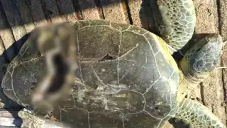 En esta temporada alta, circulan 500 embarcaciones diariamente a más de 46 kilómetros por hora, según autoridades