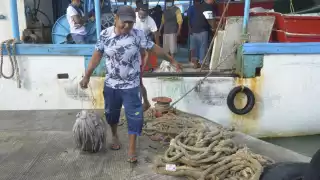 El calentamiento global ha tenido un impacto significativo en la población de octópodos en Yucatán