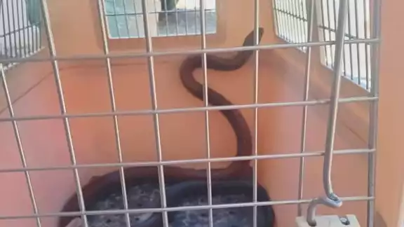 La serpiente Ekuneil no es venenosa, por lo que fue capturada por Protección Civil La serpiente Ekuneil no es venenosa, por lo que fue capturada por Protección Civil