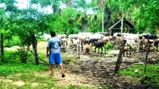 El encargado de fomento bovino afirmó que están capacitando en el aseo y medicación de reses afectadas