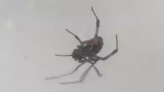 Atrapan una araña viuda negra dentro de una casa en Chuburná Puerto