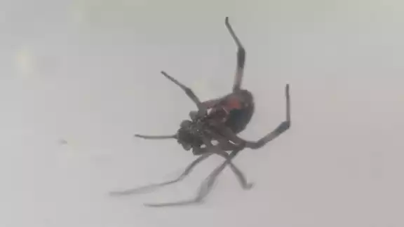 La viuda negra es peligrosa debido a que es venenosa