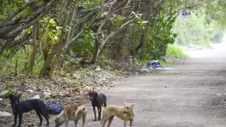 La prevención contra este padecimiento es anual