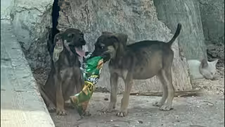 Se agrava el maltrato animal en Campeche: 66 casos en un mes encienden las alertas