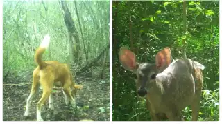 Cámaras trampas instaladas al interior de la Reserva Cuxtal, han registrado a jaurías de perros persiguiendo venados cola blanca