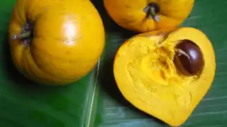 Los frutales mayas no convencionales se encuentran en peligro de desaparecer