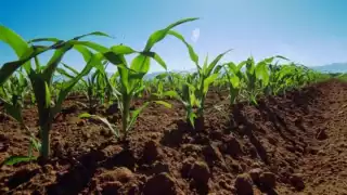 Más de 7 mil campesinos cheneros resultarán afectados. 