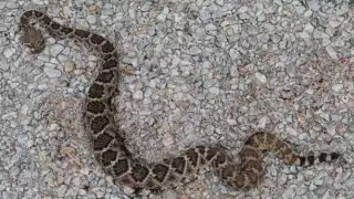 Lamentablemente, la serpiente fue sacrificada por los testigos