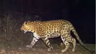 Se cree que el responsable fue el felino debido a las heridas y falta de órganos del borrego