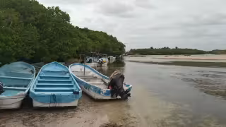 Reportan que los pescadores lavan sus navíos en el manglar con químicos dañinos para la flora y fauna