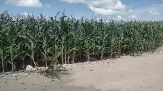 Detectan gusano cogollero en mazorcas de maíz en Hecelchakán: agricultores en alerta