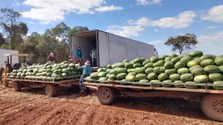 Inició la cosecha de sandía en campos menonitas de Nuevo Progreso, Hopelchén.