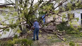 El árbol quedó solo a unos metros de desaparecer la vivienda.