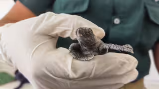 Campamentos tortugueros abren voluntariado en playas de Yucatán y Quintana Roo