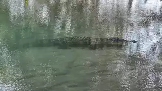 Cocodrilo ataca a un pescador  en el malecón de Río Lagartos