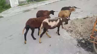 Manada de borregos en Escárcega  causa susto a automovilistas