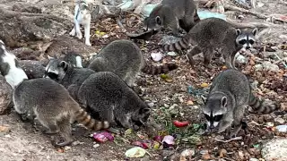 Preocupa  en Río Lagartos aumento de la población de mapaches: Vecinos denuncian que turistas los alimentan  