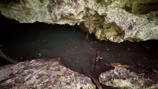 Vecinos denuncian tala y contaminación en cenotes de Playa del Carmen