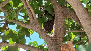 Lo que no debes hacer ante un enjambre de abejas y cómo cuidarte