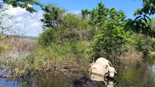 Inundaciones destruyeron la ganadería en Chunchintok, Campeche