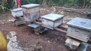 La muerte masiva de abejas alertó a productores de San Juan de Dios y áreas cercanas; el subsecretario de Gananería dijo que se ordenó la incineración de 51 colmenas.