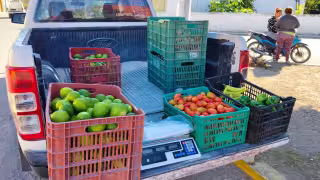 Alta demanda dispara el precio del limón en Sabancuy